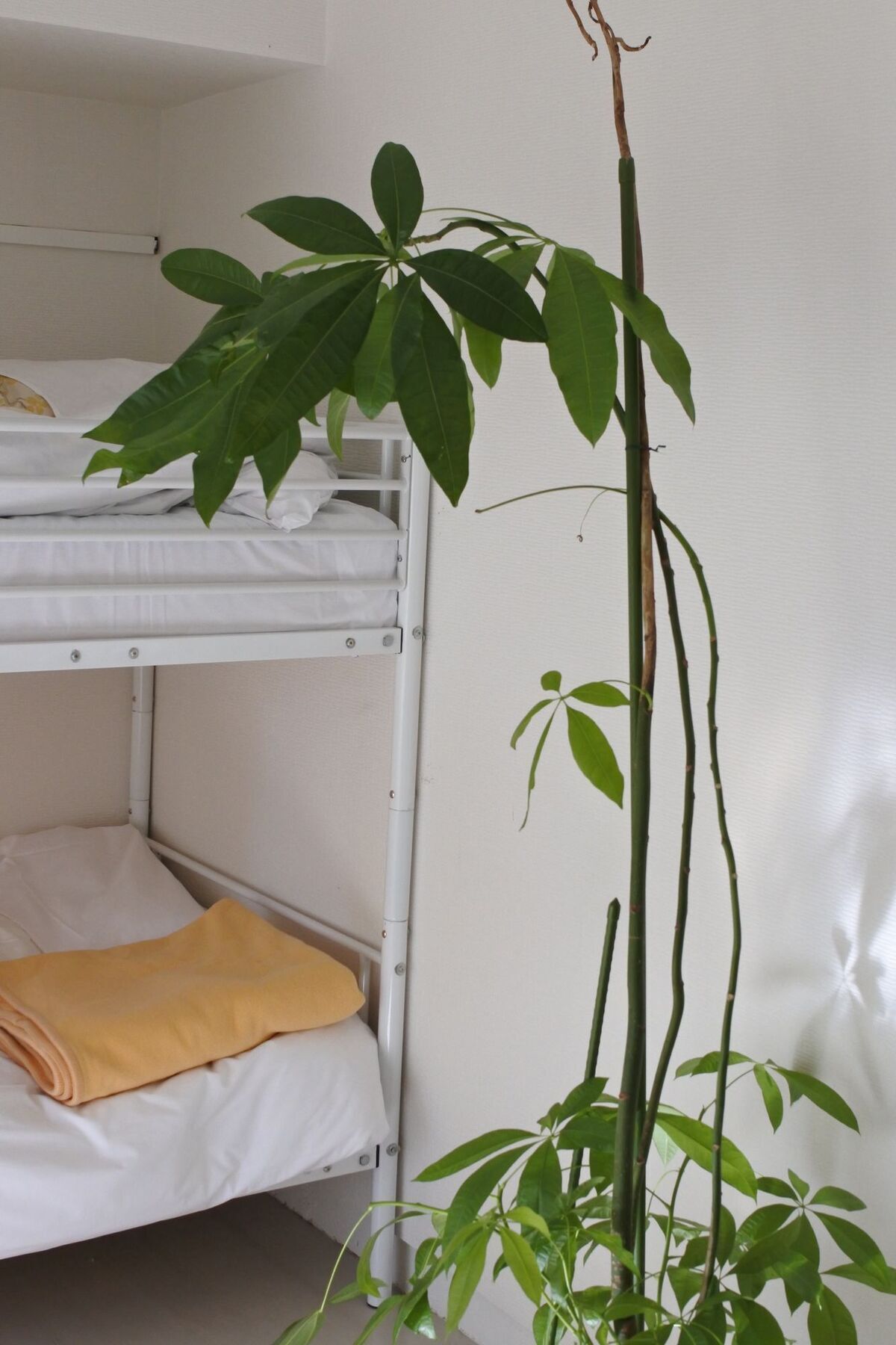 Kagoshima Guest House M104 - Hostel Zewnętrze zdjęcie